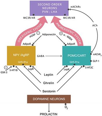 The Obesity–Impulsivity Axis: Potential Metabolic Interventions in Chronic Psychiatric Patients